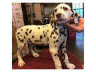 Dalmatian Puppy for sale in London, Greater London (England), United Kingdom