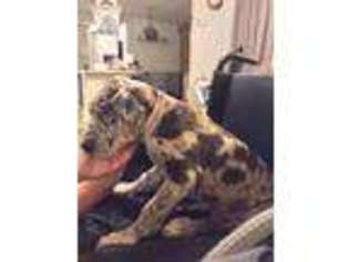 Great Dane Puppy for sale in Singer, LA, USA