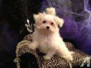 Maltese Puppy for sale in GADSDEN, AL, USA