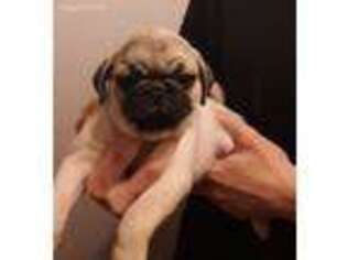 Pug Puppy for sale in Graham, WA, USA