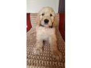Labradoodle Puppy for sale in Leesburg, FL, USA