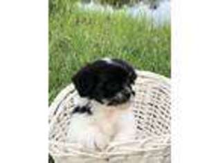 Mal-Shi Puppy for sale in Luthersville, GA, USA