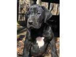 Great Dane Puppy for sale in Collinsville, VA, USA