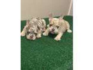 French Bulldog Puppy for sale in Jonesboro, GA, USA
