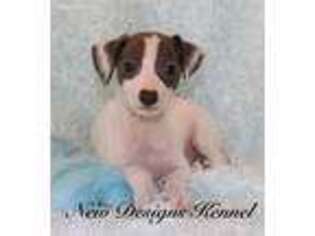 Italian Greyhound Puppy for sale in Rockwell City, IA, USA