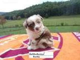 Australian Shepherd Puppy for sale in Bland, VA, USA