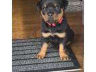 Rottweiler Puppy for sale in Yorkville, IL, USA