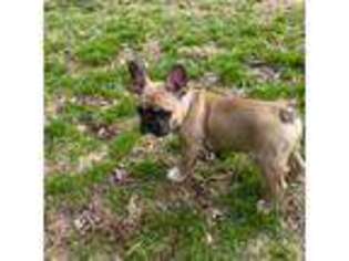 French Bulldog Puppy for sale in Milford, DE, USA