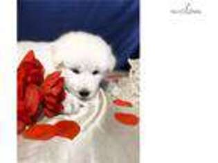 Wolf Hybrid Puppy for sale in Fort Myers, FL, USA