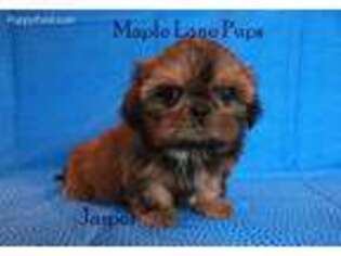 Mutt Puppy for sale in Marion, MI, USA