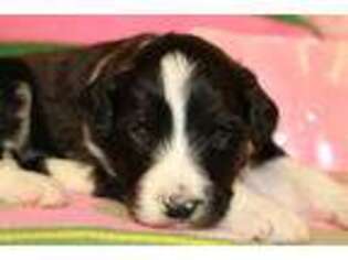 Mutt Puppy for sale in Denison, IA, USA