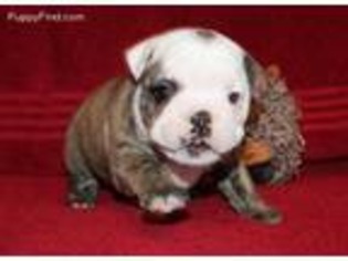 Bulldog Puppy for sale in Cassville, MO, USA