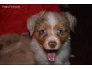 Miniature Australian Shepherd Puppy for sale in Aiken, SC, USA