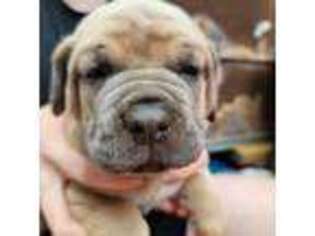 Cane Corso Puppy for sale in Jasper, GA, USA