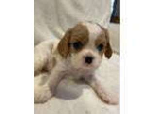 Cavalier King Charles Spaniel Puppy for sale in Charleston, SC, USA