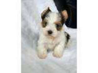 Yorkshire Terrier Puppy for sale in Parsons, TN, USA