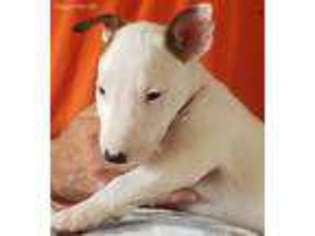 Bull Terrier Puppy for sale in Pittsburg, CA, USA
