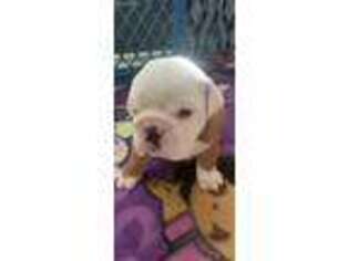 French Bulldog Puppy for sale in Rowlett, TX, USA