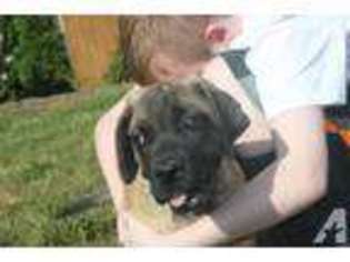 Mastiff Puppy for sale in WINDSOR, PA, USA