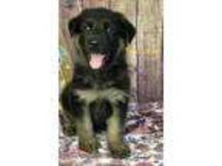 German Shepherd Dog Puppy for sale in Winter Haven, FL, USA