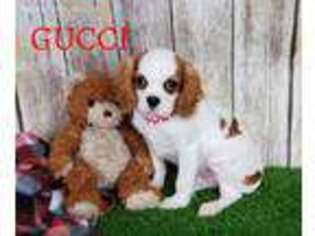 English Toy Spaniel Puppy for sale in Millersburg, OH, USA