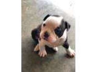 Olde English Bulldogge Puppy for sale in Sioux Falls, SD, USA