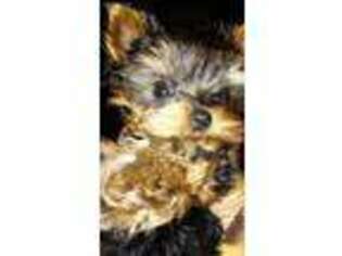 Yorkshire Terrier Puppy for sale in West Linn, OR, USA
