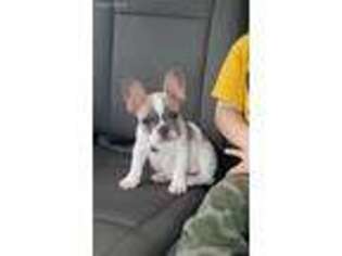 French Bulldog Puppy for sale in Jamestown, SC, USA