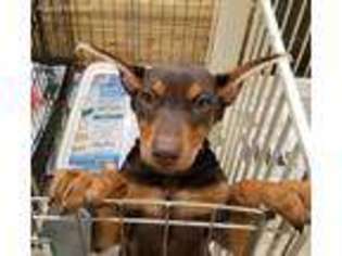 Doberman Pinscher Puppy for sale in Coal Valley, IL, USA