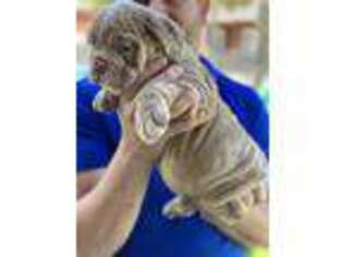 Bulldog Puppy for sale in Baxley, GA, USA