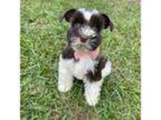 Mutt Puppy for sale in Tallahassee, FL, USA