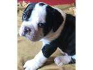 Olde English Bulldogge Puppy for sale in Springlake, TX, USA