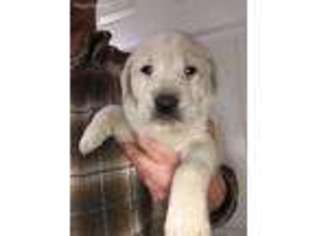 Labrador Retriever Puppy for sale in Millers Creek, NC, USA