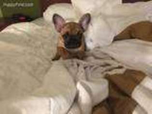 French Bulldog Puppy for sale in Snohomish, WA, USA