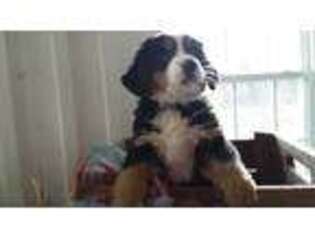 Bernese Mountain Dog Puppy for sale in Boonville, NC, USA