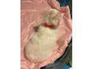 Coton de Tulear Puppy for sale in Wetumpka, AL, USA