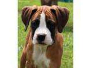 Boxer Puppy for sale in Mountain Home, AR, USA