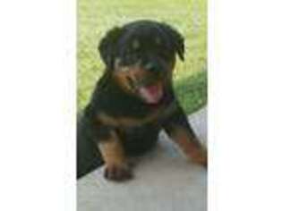 Rottweiler Puppy for sale in Dunnville, KY, USA