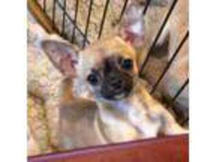 Chihuahua Puppy for sale in Chelsea, AL, USA