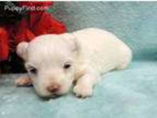 Maltese Puppy for sale in Harrington, DE, USA