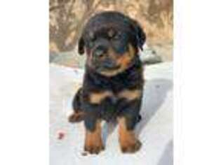 Rottweiler Puppy for sale in Corona, CA, USA