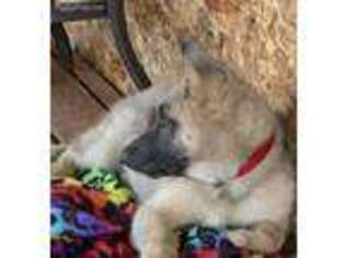 German Shepherd Dog Puppy for sale in Moyie Springs, ID, USA