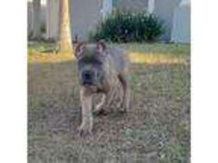 Cane Corso Puppy for sale in Lakeland, FL, USA