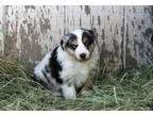 Australian Shepherd Puppy for sale in Yreka, CA, USA