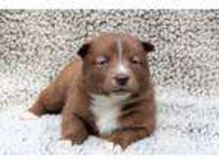 Mutt Puppy for sale in New Columbia, PA, USA