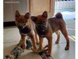 Shiba Inu Puppy for sale in Loveland, OH, USA