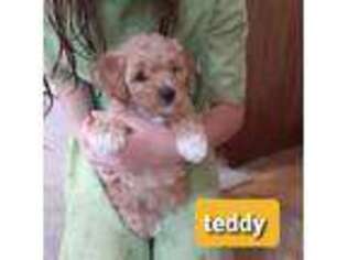 Shih-Poo Puppy for sale in Newcomerstown, OH, USA
