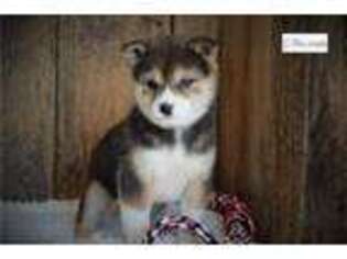 Shiba Inu Puppy for sale in Jonesboro, AR, USA