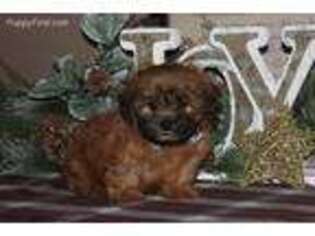 Mutt Puppy for sale in Columbia, PA, USA
