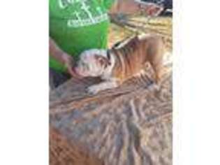 Bulldog Puppy for sale in Edwards, MO, USA